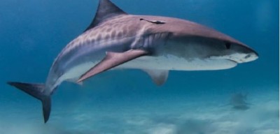 Resti umani nello stomaco di uno squalo tigre catturato alle Reunion