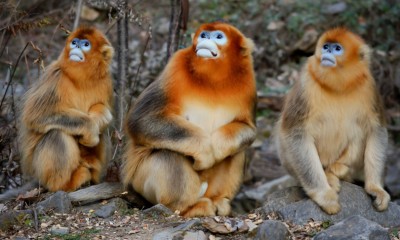 I primi casi di vaiolo delle scimmie non importati dall&#039;Africa