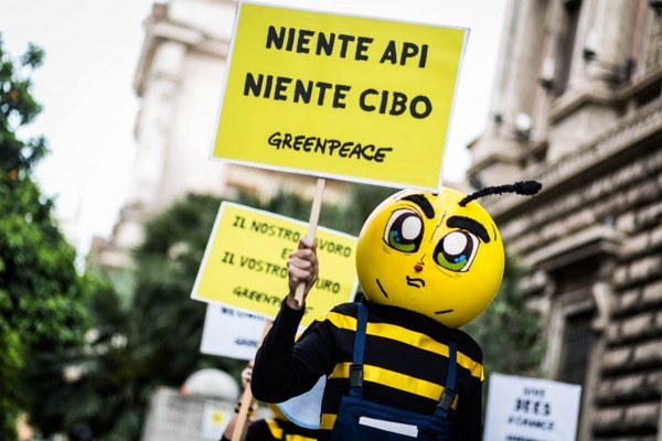 Moria di api, lo sciopero di Greenpeace: «Basta pesticidi killer»