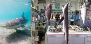 Nuova ricerca WWF: nel mediterraneo gli ‘squali’ siamo noi
