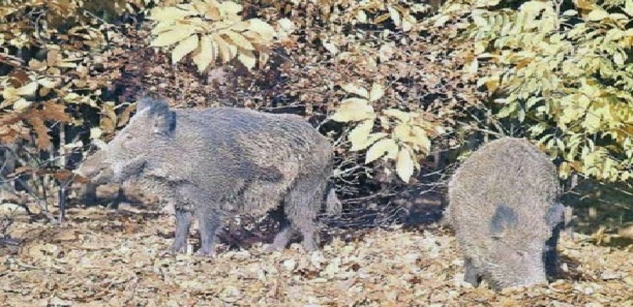 Presenza di cinghiali a Roma: le regole per non correre rischi