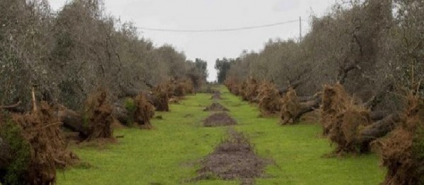 Xylella: Stefàno (PD) «Piano di contrasto a fine settembre? Caro Ministro Centinaio, la Xylella non va in vacanza»