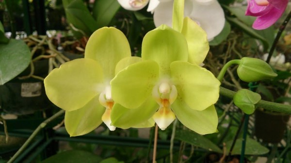 El CCBOD se convierte de nuevo en un jardín de orquídeas - IX Exposición Nacional de Orquídeas