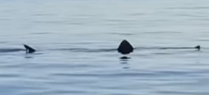 Mare del Salento da tutelare: enorme squalo elefante a solo un miglio dalla costa di Torre Uluzzo, marina di Nardò