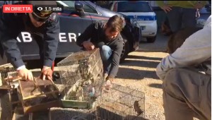 Edoardo Stoppa in diretta, forestali e carabinieri liberano 200 uccelli