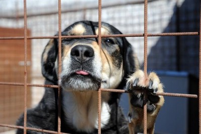 Il Pd mette mani alla legge regionale su Canili e Rifugi in favore dei privati, preoccupati gli animalisti