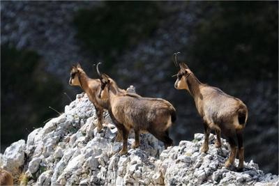 Il ritorno del camoscio appenninico, popolazione in aumento del 45% nel 2015