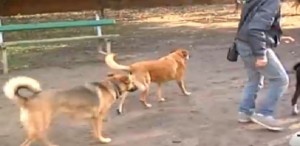 Pulsano (Taranto) - Aumentano le aggressioni di cani randagi