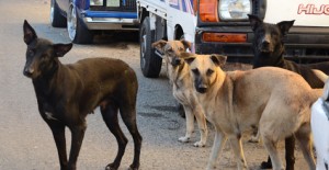 Perros abandonados, un dilema que crece en una Venezuela en crisis.