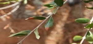 Anche l’ISDE critica il decreto Martina per la  xylella fastidiosa