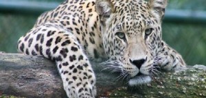 India shock, bimba decapitata da un leopardo