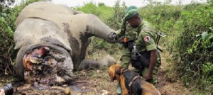 In Africa è avvenuta la più grave strage di elefanti mai registrata