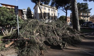 Così la cocciniglia e la burocrazia stanno uccidendo i pini nelle nostre città