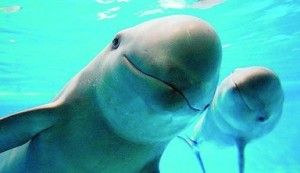 DiCaprio lo logró, delfín vaquita a salvo