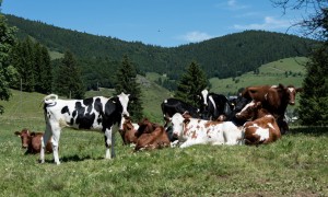 C&#039;è un mangime che abbatte i gas serra generati dalle mucche