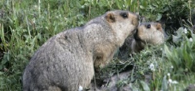 Mongolia, peste contratta dalle marmotte, diversi cittadini europei in quarantena