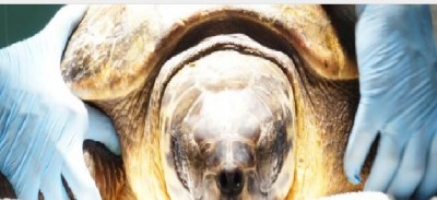 Giornata mondiale tartarughe, allarme del WWF: salviamole, anche dalla plastica