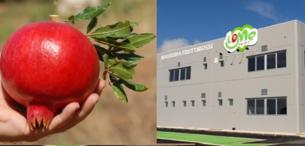 Agromea conferisce produzione melagrana a Masseria Fruttirossi