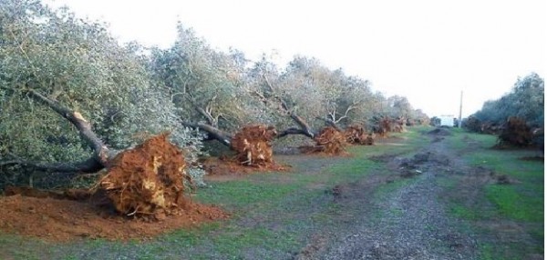 Xylella: Stefàno (Pd), “Basta populismi, scienza unica via per salvare olivicoltura pugliese”