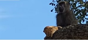 Scimmia rapisce e adotta un cucciolo di leone - video
