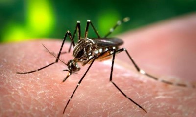 Médicos reportan 164 casos de dengue en Apure