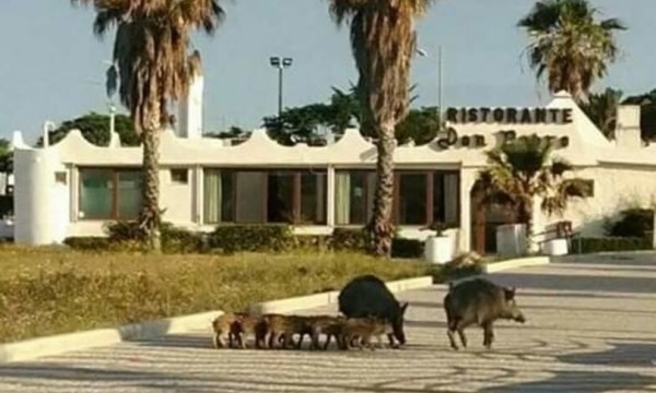 Coldiretti - Un branco di cinghiali in giro per Soverato in Calabria