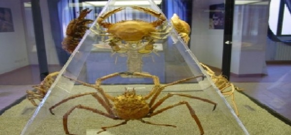 Per un Museo di Scienze Naturali ed Ambientali tutto tarantino