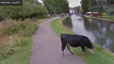 ¿Por qué Google protege la identidad de las vacas?