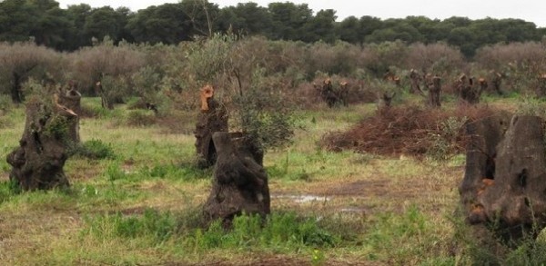 Xylella: Stefàno scrive a Martina, «Quote reimpianto nazionali a favore di zone colpite»