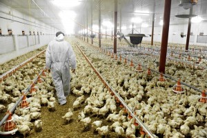 Un piccolo borgo insorge per un allevamento intensivo di polli