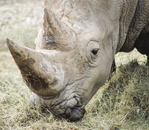 Caccia al corno, il 2015 annus horribilis per il rinoceronte