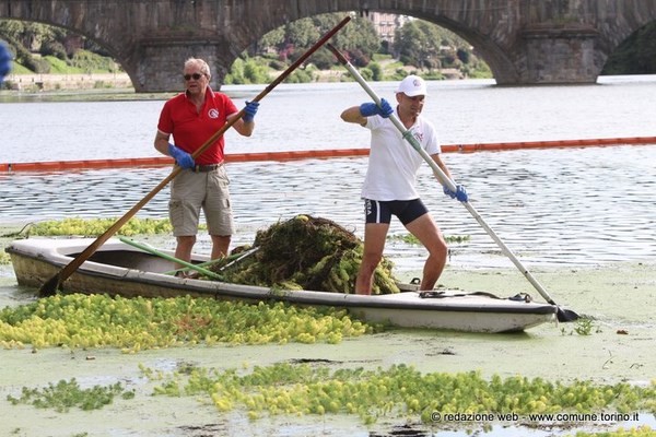 Torino – “Un Po più tuo”. Lunedì parte lo sfalcio meccanico del Myriophyllum Aquaticum nel tratto dei Murazzi