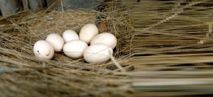 Da WWF le curiosità sul simbolo della Pasqua: non solo uova di cioccolato