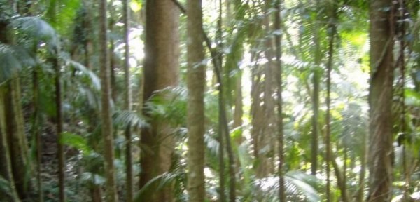 Costa d’Avorio, la fabbrica del cioccolato devasta le foreste