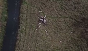 Video sulla caccia illegale alla volpe nel Regno Unito, immagini riprese da un drone