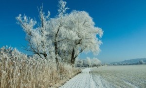 Gelo e neve nei campi