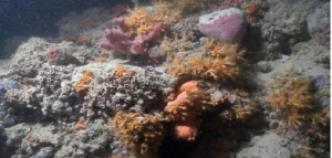 Scoperta una barriera corallina al largo della costa pugliese