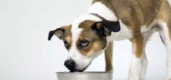 Un po&#039; d&#039;acqua per il cane e il bar la fa pagare: è bufera sui social