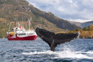 Chile-Avistaje de ballenas jorobadas en el Estrecho de Magallanes