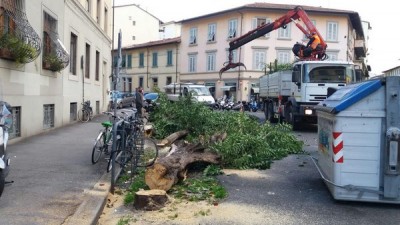 Firenze - L’assessore Bettini: «Gli alberi abbattuti all’incrocio tra via Paoletti e via Fabbroni erano pericolosi»