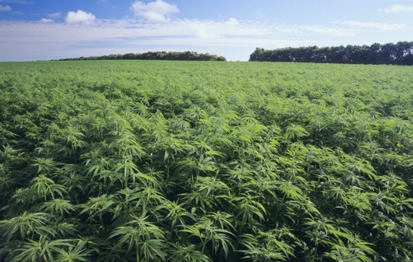 Puglia - Proposta di legge per la produzione della canapa industriale