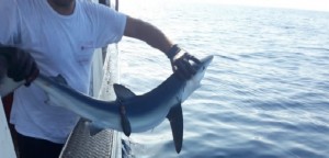 Mare, Wwf: squali sentinella in adriatico lanciano segnali ai ricercatori