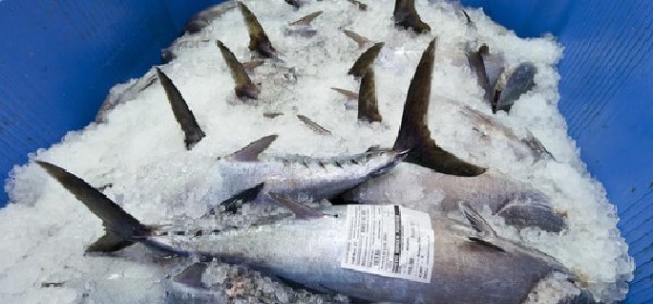 I danni (economici e ambientali) del mercato nero del tonno rosso