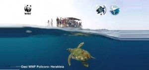 Nascono 77 tartarughe marine a Trullo di Mare (Taranto) ancora un nido gestito con successo dal WWF di Policoro