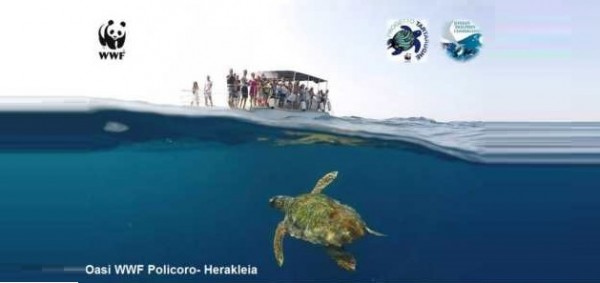 Nascono 77 tartarughe marine a Trullo di Mare (Taranto) ancora un nido gestito con successo dal WWF di Policoro