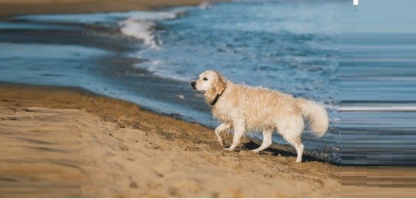 Pulsano (Taranto) – Il consigliere Di Lena interviene sull&#039;ingresso degli animali in spiaggia