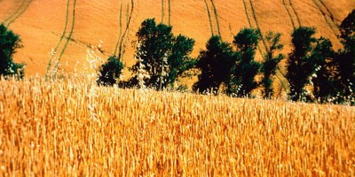 Sette cooperative agricole creano il marchio dei &quot;Granai di Toscana&quot;