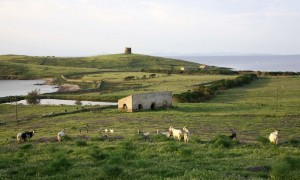  Parco Nazionale dell&#039;Asinara - Capre sull&#039;isola dell&#039;Asinara, in Sardegna