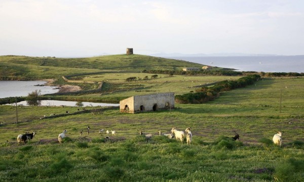  Parco Nazionale dell&#039;Asinara - Capre sull&#039;isola dell&#039;Asinara, in Sardegna