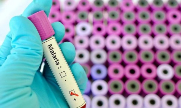 Venezuela: El año podría cerrar con cerca de 500.000 casos de malaria